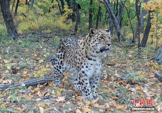 2025���ږ|���������ҹ��@�Ĕz�Ė|������(��ҕ��ý���D)